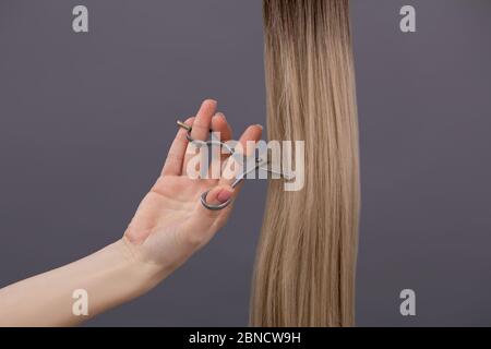 échantillons de cheveux teints. la main coupe les cheveux avec des ciseaux sur fond gris. Banque D'Images