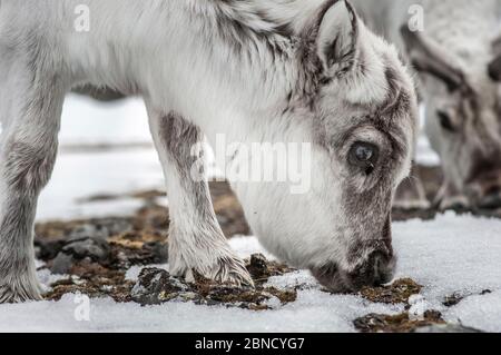 Jeune renne svalbard (Rangifer tarandus platyrhynchus), neige étouffante, Svalbard, Norvège, février. Banque D'Images