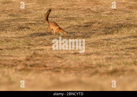 Renard roux (Vulpes vulpes), pleurs / chasse dans les prés, Vosges, France, juillet. Banque D'Images