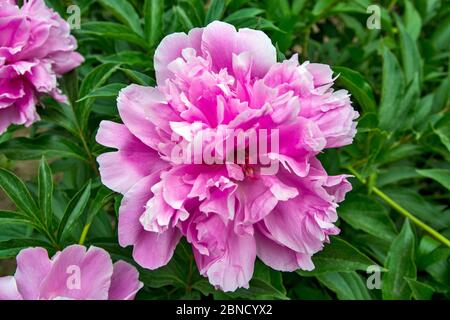 Belle fleur de pivoine rose au soleil de printemps. Banque D'Images