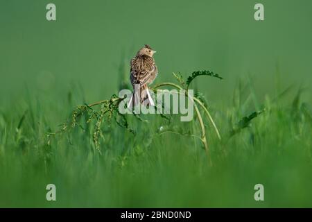 Skylark (Alauda arvensis) dans l'herbe, Vosges, France, Mai. Banque D'Images