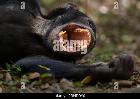 Chimpanzé de l'est (Pan troglodytes schweinfurtheii) adolescent mâle 'Fudge' âgé de 14 ans, allongé sur le sol et bâillant. Parc national de Gombe, Tanzanie. Banque D'Images