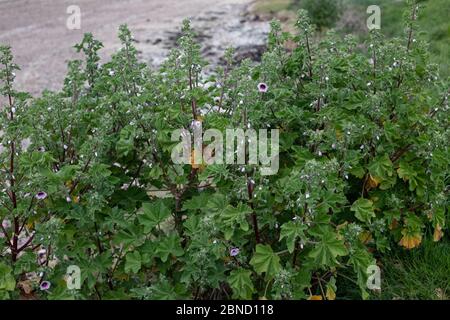 Tree Mallow (Lavatera arborea) Banque D'Images