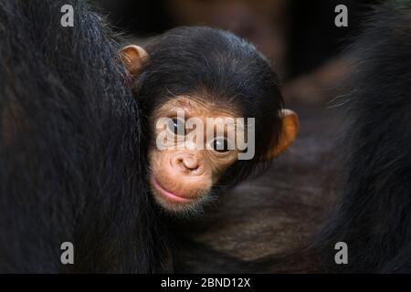 Chimpanzé de l'est (Pan troglodytes schweinfurtheii) bébé féminin de 2 mois, le bébé de l'adolescente femelle 'Glitter' tenu par sa grand-mère 'Greml Banque D'Images