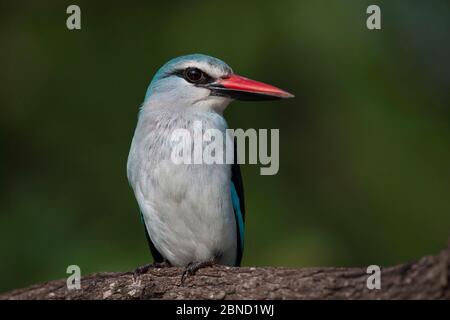 kingfisher des bois (Halcyon senegalensis) perché dans les bois, sur les rives de la rivière Letaba, parc national Kruger, Afrique du Sud. Banque D'Images