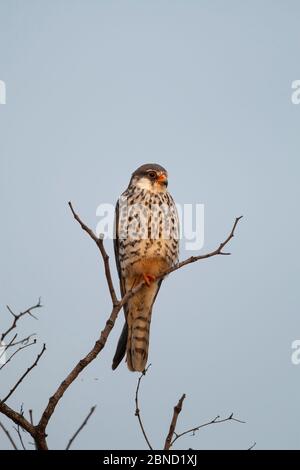 Amur falcon (Falco amurensis) femelle, perchée au sommet d'un arbre, parc national de Mapungubwe, province de Limpopo, Afrique du Sud. Banque D'Images