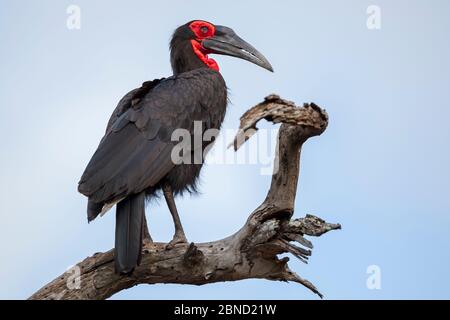 Charme sudiste (Bucorvus leadbeateri) perché dans un arbre mort en été, Parc national Kruger, Afrique du Sud. Banque D'Images