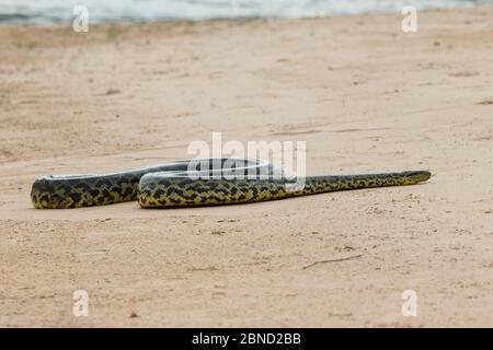 Anaconda jaune (Eunectes notaeus) Pantanal, Brésil. Banque D'Images