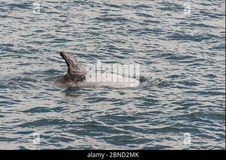 La surfaçage des dauphins de Risso (Grampus griseus), Basse-Californie, Mexique Banque D'Images