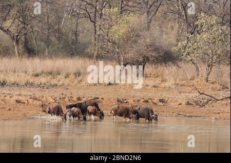 Troupeau de Gaur (Bos gaurus) dans la rivière, parc national de Tadoba, Inde. Banque D'Images