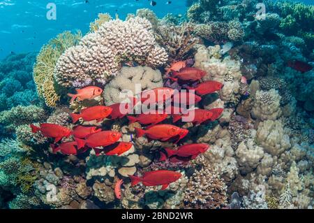 Big-eye (Priacanthus hamrur de poissons). L'Egypte, Mer Rouge. Banque D'Images