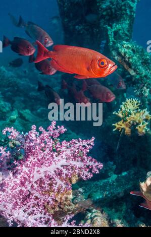 Big-eye (Priacanthus hamrur de poissons). L'Egypte, Mer Rouge. Banque D'Images