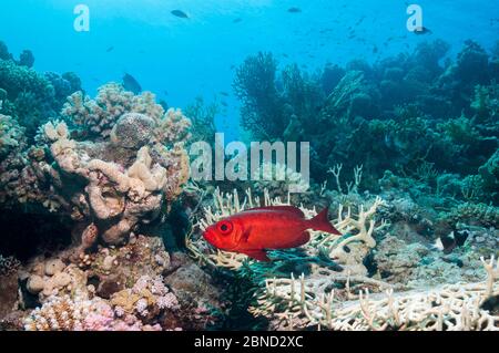 Big-eye (Priacanthus hamrur de poissons). L'Egypte, Mer Rouge. Banque D'Images