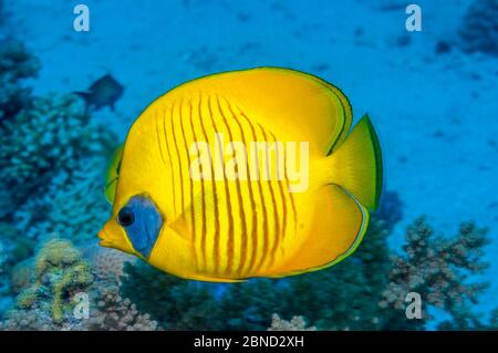 Le babeurre (Chaetodon semilarvatus). Égypte, Mer Rouge. Mer Rouge endémique. Banque D'Images