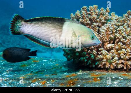 Clown Sand wrasse (Cois aygula), femme Égypte, Mer Rouge. Banque D'Images