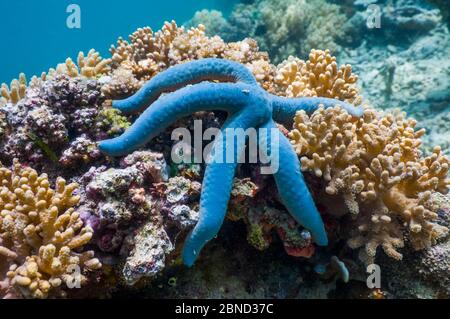 Étoiles de mer bleues (Linckia laevigata) Malaisie. Banque D'Images