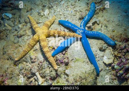 L'étoile bleue (Linckia laevigata) et le seastar égyptien (Gomophia gomophia). Malaisie. Banque D'Images