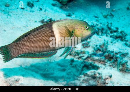 Clown Sand wrasse (Cois aygula), femme Égypte, Mer Rouge. Banque D'Images