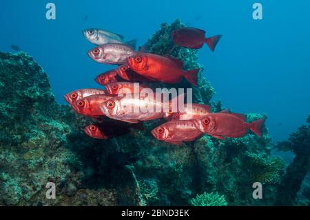 Big-eye (Priacanthus hamrur de poissons). L'Egypte, Mer Rouge. Banque D'Images