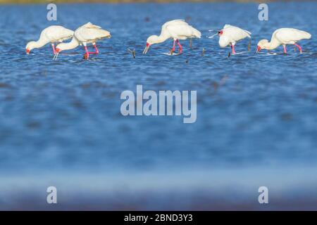 Recherche de potontes africains (Platalea alba), lac Shesher, Plaines Fogera. Réserve de biosphère du lac Tana, Éthiopie. Banque D'Images