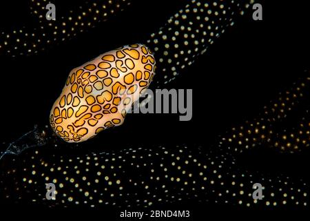 Cowrie à langue flammingo (Cyphoma gibbosum) sur le corail. Bloody Bay Wall, Little Cayman, îles Caïman. Mer des Caraïbes. Banque D'Images