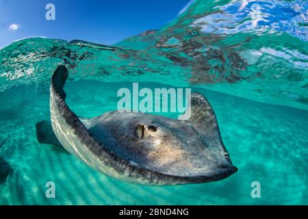 Image en niveaux divisés d'une raie du sud (Hypanus americanus) nageant sur une barre de sable. Grand Cayman, îles Caïmans. Mer des Caraïbes. Banque D'Images