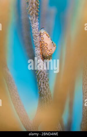 Le cowrie de langue Flamingo (Cyphoma gibbosum) se nourrissant sur les coraux mous de la tige de mer. Cette espèce de cowrie absorbe les produits chimiques toxiques des coraux dans le corps à b Banque D'Images