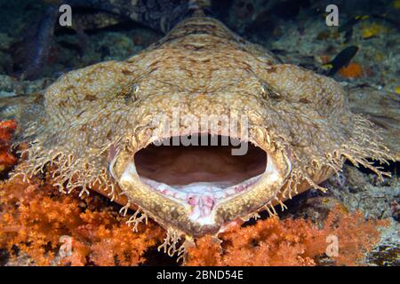 Requin banwobbegong tasselé (Eucrossorhinus dasypogon) bâillant. Citrus Ridge, Yanggefo Island, Gam Island, Raja Ampat, Papouasie occidentale, Indonésie. Banque D'Images