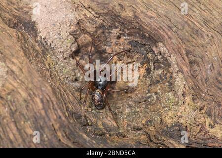Fausse araignée noire veuve (Steotoda nobilis) Sussex, Angleterre, Royaume-Uni, novembre. Banque D'Images