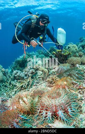 Plongeur injectant une toxine dans la couronne de l'étoile de mer (Acanthaster planci), qui se nourrit de coraux de la construction du récif. Baie de Buyat, Sulawesi du Nord, Indonésie. Banque D'Images