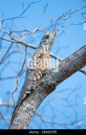 Grand potoo (Nyctibius grandis) perchée, Pantanal Brésil. Banque D'Images