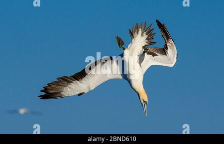 Cape gannet (Morus capensis) plongée pour les poissons pendant la course annuelle de sardine, Port St Johns, Afrique du Sud. Juin. Banque D'Images