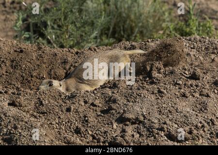 Le chien de prairie à queue blanche de l'Ouest (Cynomys leucurus) excavait une nouvelle terrule sur le côté d'une ancienne terrule. Refuge national de la faune d'Arapahoe, North P. Banque D'Images