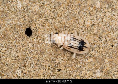 Scarabée, (Nebria complanata) Péninsule de Gower, pays de Galles. Royaume-Uni, juin. Banque D'Images