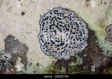 Lichen roche concentrique (Porpidia crustulata) croissant sur des roches silicoeuses (grès). Derbyshire, Angleterre, Royaume-Uni, septembre. Banque D'Images