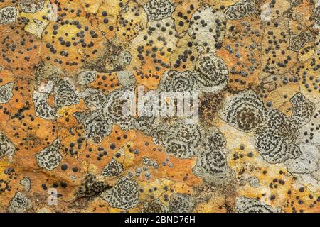 Deux lichens, le lichen roche concentrique (Porpidia crustulata) et le lithophila de Lecidea, sur grès. Derbyshire, Angleterre, Royaume-Uni, septembre. Banque D'Images