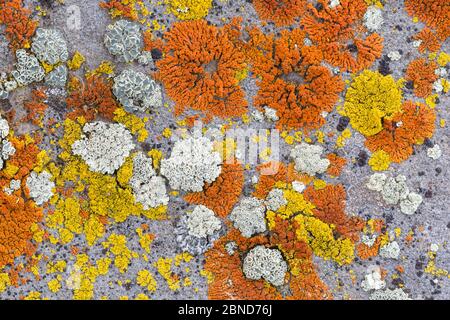 Colonie de lichens sur roche de granit, y compris l'élégant lichens Sunburst (Xanthoria elegans) - orange, Xanthoria candelaria - jaune, Rock posy, (Rhizopl Banque D'Images