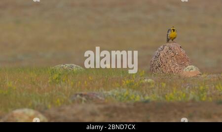 meadowlark de l'Ouest (Sturnella neglecta), sur l'herbe des prairies du parc national des Prairies, Saskatchewan, Canada, juillet. Banque D'Images