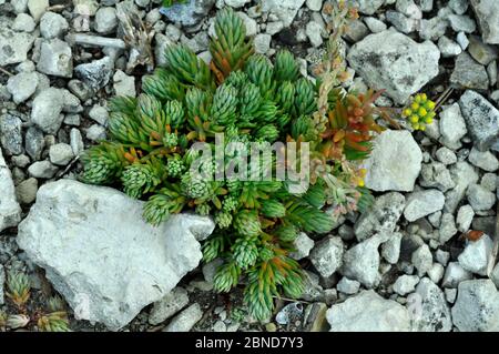 Roche en pierre (Sedum forsterianum) dans le bourgeon. Portland, Dorset, Royaume-Uni, juin. Banque D'Images