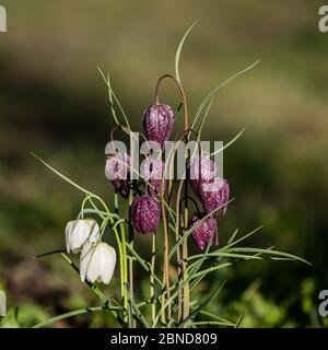 Le beau groupe de la tête de serpent (fritilaria meleagris) avec les fleurs rouges à damier et blanches avec un fond vert calme Banque D'Images