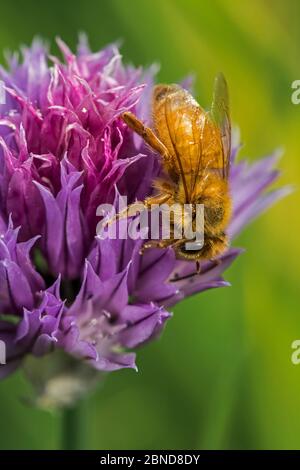 Abeille italienne (APIs mellifera ligutica2, sous-espèce des abeilles occidentales (APIs mellifera) collectant le nectar de ciboulette à fleurs, Belgiu Banque D'Images