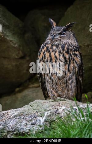 Hibou eurasien de l'aigle (Bubo bubo) assis sur le rebord de la roche en face de falaise, parc national de la forêt bavaroise, Allemagne, mai. Captif. Banque D'Images