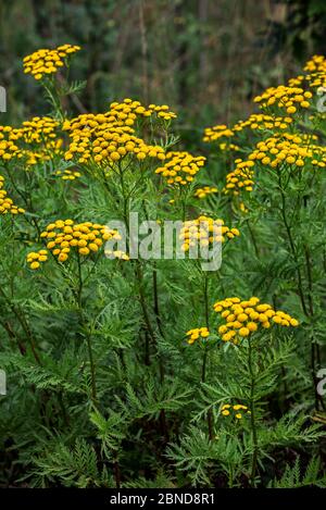 Tansy commune (Tanacetum vulgare) en fleur, Belgique Banque D'Images