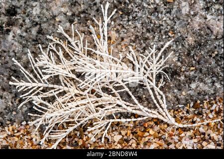 Weed de Coralweed (Corallina officinalis) blanchi à l'ashore sur la plage, Normandie, France. Septembre Banque D'Images