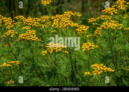 Tansy commune (Tanacetum vulgare) en fleur, Belgique Banque D'Images