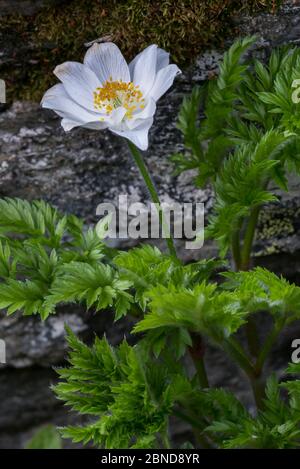 Pasqueflower alpin (Pulsatilla alpina) en fleur, Alpes italiennes, Parc national du Gran Paradiso, Italie, juin Banque D'Images