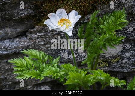 Pasqueflower alpin (Pulsatilla alpina) en fleur, Alpes italiennes, Parc national du Gran Paradiso, Italie, juin Banque D'Images