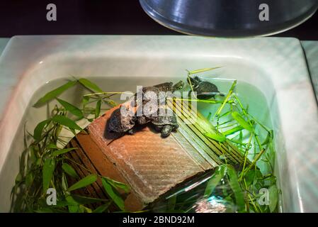 Les jeunes tortues d'étang européennes (Emys orbicularis) gardés sous la lampe chaude dans le bassin, au programme d'élevage au Parc zoologique de la haute touche, la Brenne, Indre, Banque D'Images