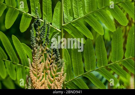 Gros plan de la fougère royale (Osmunda regalis) montrant des feuilles et des frondes fertiles et stériles au printemps, Belgique, juin Banque D'Images