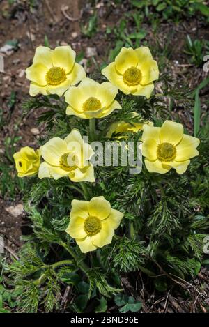 Pasqueflower jaune (Pulsatilla alpina subsp. Apifolia) en fleur à Val Veny, Alpes italiennes, Italie, juin Banque D'Images